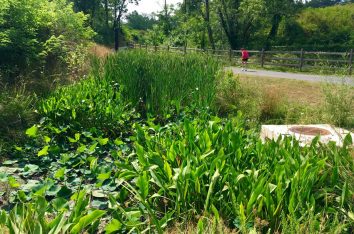 Reed Creek Greenway Phase III