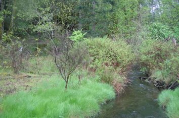 Side Channel Creation and Dam Removal