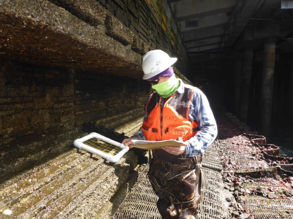 Safe Core Values; Image of Anchor QEA scientist at Seattle Seawall