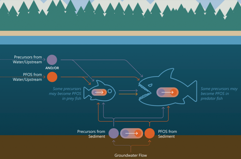 Addressing PFAS in the Environment Part 2 Anchor QEA’s Bioaccumulation