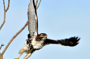 Red-Tailed Hawks at Portland International Airport