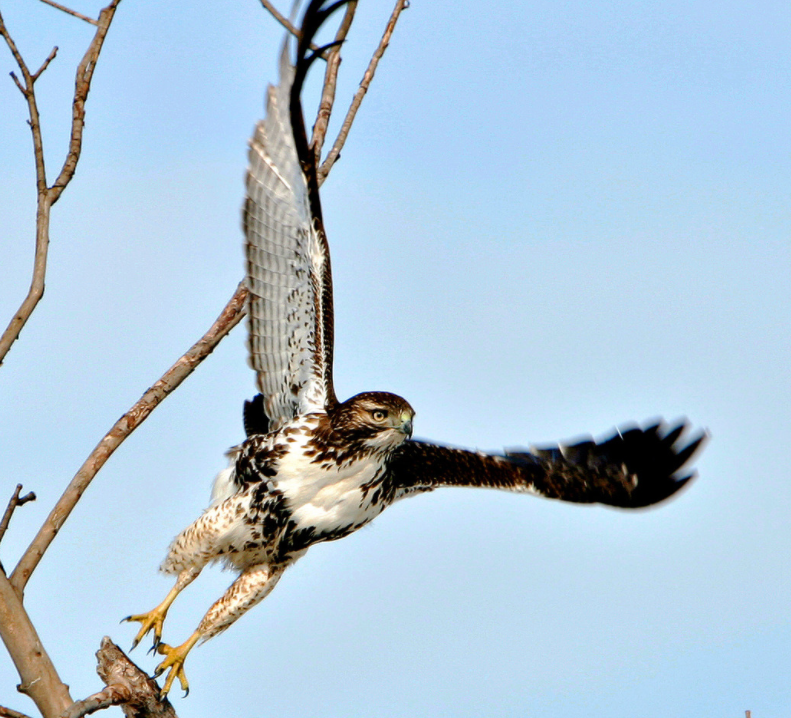 Red-Tailed Hawks at Portland International Airport