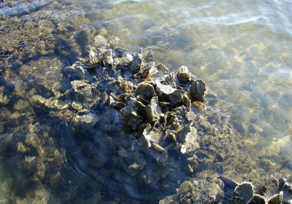 Oysters on Reef