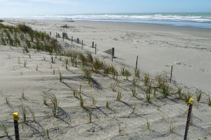Grass on beach dunes